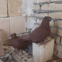 پرنده|پرنده|بهبهان, |دیوار