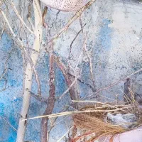 فنچ مصری.کبوتر تزیینی