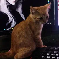 بچه گربه