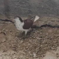 خوشرنگ ویال افشون