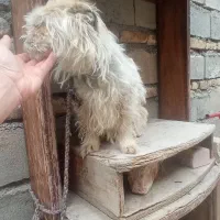 سگ شیتر ماده بازی گوش سالم