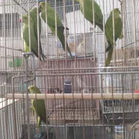 شش تا جوجه طوطی ملنگو چهار پنج ماهه|پرنده|جیرفت, |دیوار