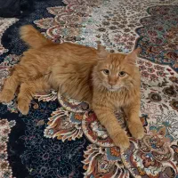 واگذاری سرپرستی گربه