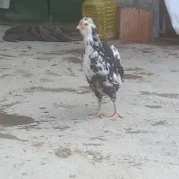 خروس گلین پاک