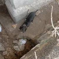 سگ مشکی