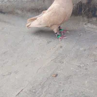 یک نر زرد کرمونی عتیقه باب دل جوجه کشی و هوا|پرنده|تربت‌حیدریه, داروپخش|دیوار