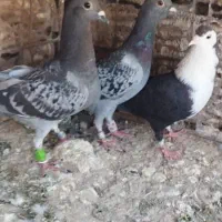 کبوتر|پرنده|کازرون, |دیوار