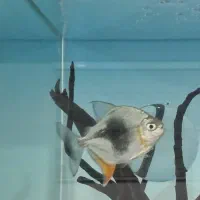 ماهی زینتی گوشتخوار،سیلوراسکات ودالربلک بری|ماهی|سیرجان, |دیوار