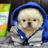 پیکنیز امپریال