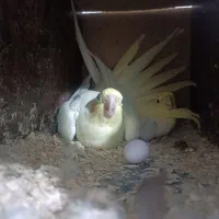 جفت های عروس مولد بشرط ۵تخم تا ۸ تخم