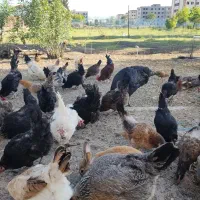 مرکزتولید و فروش گوشت مرغ و خروس کوردی و فروش جوجه|حیوانات مزرعه|کرمانشاه, |دیوار