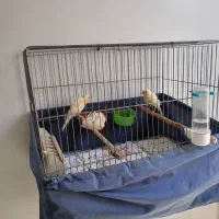 دو عدد جوجه قناری دو ماهه