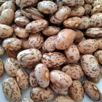 لوبیا چیتی ارتشی|خوردنی و آشامیدنی|اهواز, بهارستان|دیوار