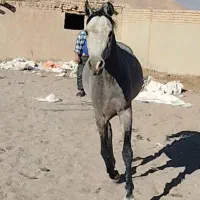 اسب نریان عرب کرد|اسب و تجهیزات اسب‌سواری|ندوشن, |دیوار