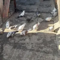 کبوتر گرفتنی|پرنده|سمنان, |دیوار