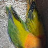 جفت کوتوله یووینگ