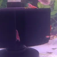 شریمپ|ماهی|اردبیل, |دیوار