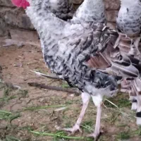 بوقلمون نر
