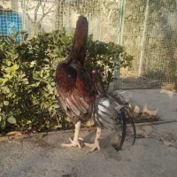 سلام خروس لاری|حیوانات مزرعه|هشتگرد, تهران دشت|دیوار