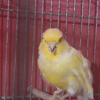 جفت قناری مولد|پرنده|بندر ماهشهر, |دیوار