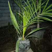 نهال پالم|گل و گیاه طبیعی|کوهیخیل, |دیوار