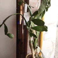 گل گیاه|گل و گیاه طبیعی|ماهیدشت, |دیوار