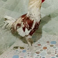 خروس میل تاج