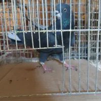 ماده قلاق دمگیر