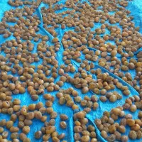 آلو بخارا|خوردنی و آشامیدنی|شیراز, کاراندیش|دیوار