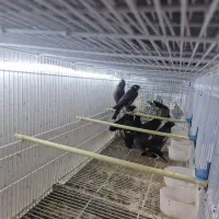 مینا چشم ستاره ای|پرنده|قشم, |دیوار