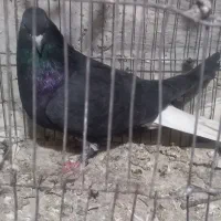 کفتر زاغ دم سفید