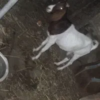 گله بزمعاوضه با میش اول متن رو بخون