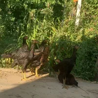 6عدد جوجه لاری