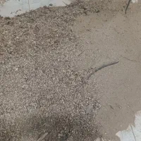 خاک اره چوب گردو|عمدهفروشی|کازرون, |دیوار