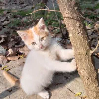 بچ گربه رایگان|گربه|لاهیجان, بازکیاگوراب|دیوار