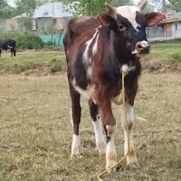 ورزاکوله چالوسی