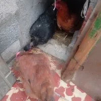 مرغ|حیوانات مزرعه|بناب, |دیوار