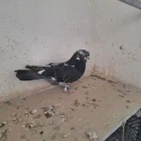 کبوترپرشی|پرنده|ارومیه, |دیوار