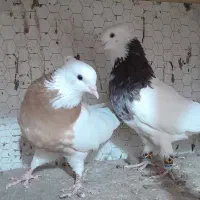 طوقی هفترنگ ساده کاکلی زرد
