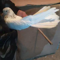 کبوتر کله دار