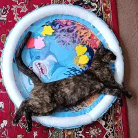 گربه گمشده ماده|حیوانات|تبریز, |دیوار