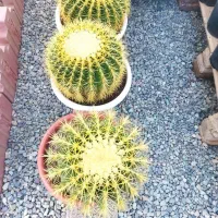 کاکتوس اچینو|گل و گیاه طبیعی|ماهدشت, |دیوار