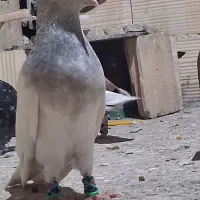 تعدادی کبوتر رنگه کله دم سفید کلاغ ساده