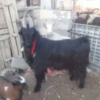 یه راس چپش روزگاری برای عشقبازان تخفیف پای معامله