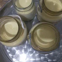 ماست وپنیر صددرصد اورگانیک، طبیعی، با پیک رایگان