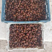 خرمای آجیلی (ریزه)