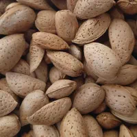 فروش بادام درختی/ درجه یک/کاملا طبیعی و ارگانیک/