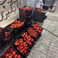 گوجه و آبگیری رایگان|خوردنی و آشامیدنی|مشهد, گاز|دیوار
