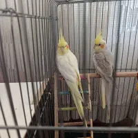 عروس هلندی