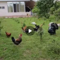 تخم نطفه دار بوقلمون برنز و بلک